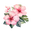 Coconutgirl Studio logo